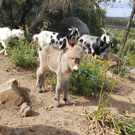 ホテル Baia Cea バリ・サルド
