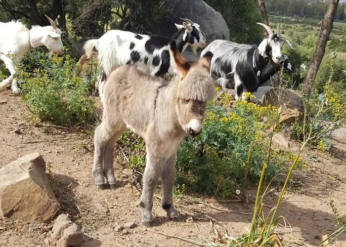 Hotel Baia Cea Bari Sardo